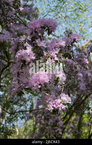 Azalées en fleurs à l'arboretum Winkworth, Surrey, Angleterre Banque D'Images