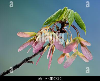 Samaras (graines ailées) et les feuilles émergeantes de l'érable de Drummond (Acer rubrum Drummondii), une variété d'érable rouge commune dans le sud-est des États-Unis Banque D'Images