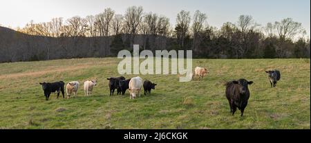 Divers bovins paître en soirée dans des pâturages au début du printemps dans le centre de la Virginie, avec Blue Ridge Mountains en arrière-plan. Banque D'Images