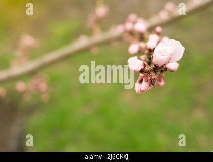 fleurs de pêche roses au printemps Banque D'Images