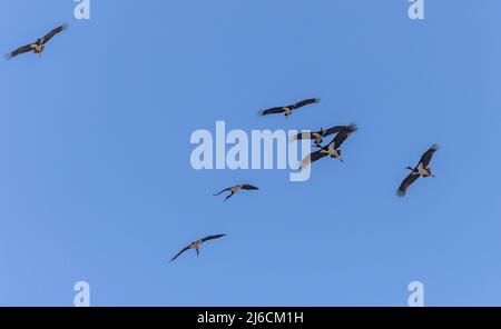 Ciconie noire, Ciconia nigra, groupe migrant vers le sud sur un col pyrénéen. Automne. Banque D'Images