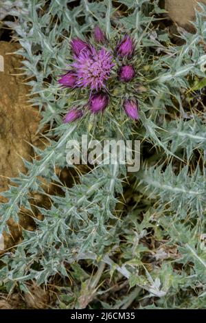 Thistle pyrénéenne, Carduus carlinoides, en fleur haute dans les Pyrénées. Banque D'Images