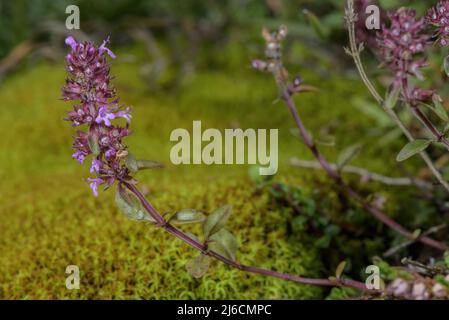 Grand thym, Thymus pulegioides, en fleur sur des roches moussy. Banque D'Images