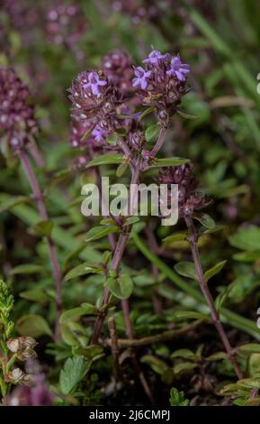 Grand thym, Thymus pulegioides, en fleur sur des roches moussy. Banque D'Images