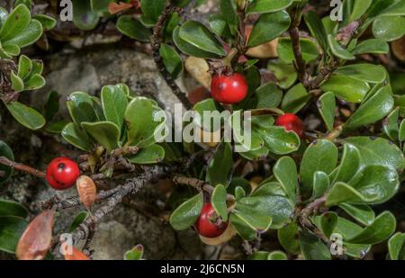 Bearberry, Arctostaphylos uva-ursi, avec baies mûres à la fin de l'été. Banque D'Images