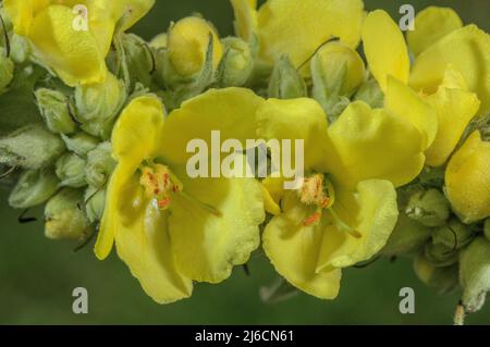 Mulléine d'orange, Verbascum phlomoides, en fleur à la fin de l'été. Banque D'Images