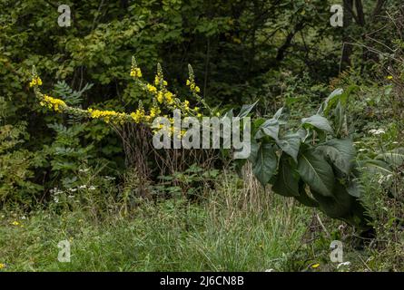 Mulléine d'orange, Verbascum phlomoides, en fleur à la fin de l'été. Banque D'Images