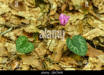 Cyclamen alpin, Cyclamen purpurascens, en fleur à la fin de l'été dans les bois décidus, Alpes autrichiennes. Banque D'Images