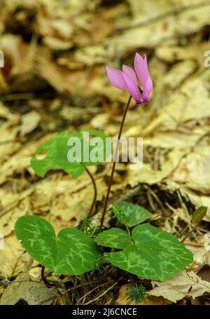 Cyclamen alpin, Cyclamen purpurascens, en fleur à la fin de l'été dans les bois décidus, Alpes autrichiennes. Banque D'Images