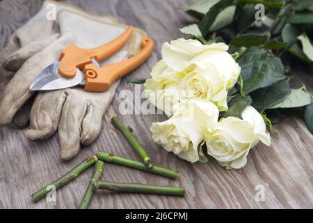 Une photo de roses fraîchement coupées sur une table en bois à côté des gants et des tiges coupées. Banque D'Images