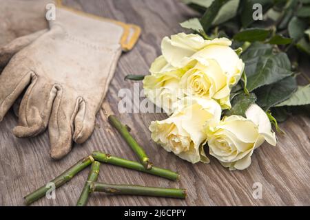 Une photo de roses fraîchement coupées sur une table en bois à côté des gants et des tiges coupées. Banque D'Images