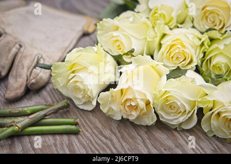 Une photo de roses fraîchement coupées sur une table en bois à côté des gants et des tiges coupées. Banque D'Images