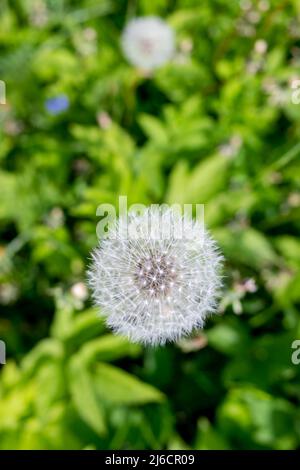 Fleurs de pissenlit blanc dans l'herbe verte. Pissenlits moelleux dans l'herbe verte de prairie un matin ensoleillé. Banque D'Images