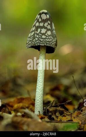 Le champignon Magpie Inkcap, Coprinopsis picacea, pousse dans des bois de hêtre ombragés en automne. Banque D'Images