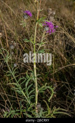 Une forme de la plus grande Knapweed, Centaurea scabiosa dans les prairies près d'Apold. Transylvanie saxonne. Roumanie. Banque D'Images