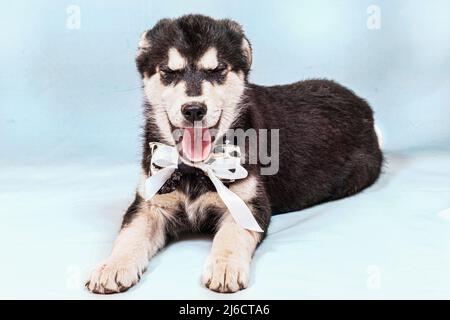 Portrait d'un grand chiot mongrel avec un arc autour de son cou. Couleur noire avec des marques marron clair, prise sur fond bleu Banque D'Images