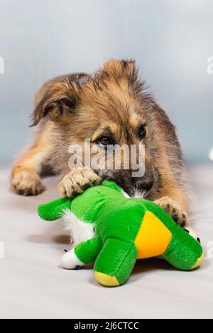 Portrait d'un chiot rouge drôle dans le studio sur un fond clair avec un jouet doux le chiot est étrange et maladroit, mais très mignon et sera un fidèle f Banque D'Images