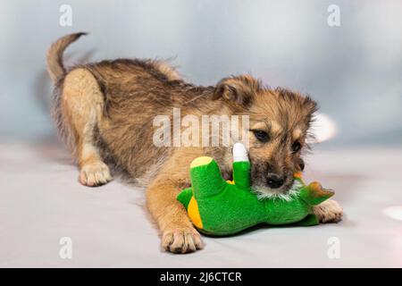 Portrait d'un chiot rouge drôle dans le studio sur un fond clair avec un jouet doux le chiot est étrange et maladroit, mais très mignon et sera un fidèle f Banque D'Images