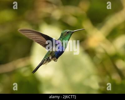 Woodnymph Hummingbird couronné en Équateur Banque D'Images