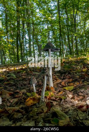 Le champignon Magpie Inkcap, Coprinopsis picacea, pousse dans des bois de hêtre ombragés en automne. Banque D'Images