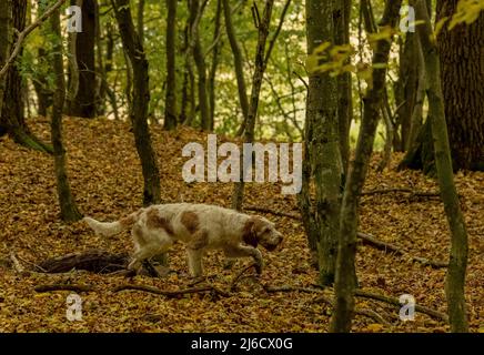 Chien roumains de chasse à la truffe dans les vieux bois en automne, près de l'Archita, Transylvanie saxonne. Roumanie. Banque D'Images
