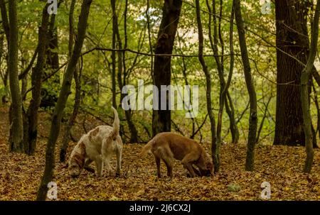 Chiens roumains de chasse à la truffe dans les vieux bois en automne, près de l'Archita, Transylvanie saxonne. Roumanie. Banque D'Images
