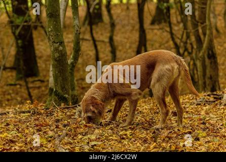 Chien roumains de chasse à la truffe dans les vieux bois en automne, près de l'Archita, Transylvanie saxonne. Roumanie. Banque D'Images