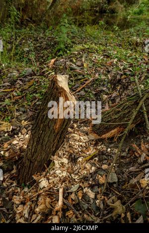 Castor, fibre de Castor, dommages sur le tronc de saule sur la rivière calme de la montagne dans le sud des Carpates. Roumanie. Banque D'Images