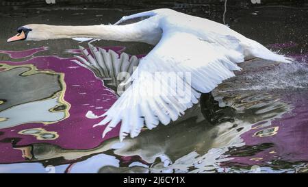 Londres, Royaume-Uni, 30th avril 2022. Le cygne chase l'oie mâle, tant en vol que sur l'eau. Un cygne muet suit et attaque violemment une famille de bernaches du Canada avec quatre oisons dans un combat territorial sur le canal Grand Union de Londres. Le cygne, dont la femelle niche dans une autre partie du canal, est connu des habitants comme attaquant agressivement de nombreux autres oiseaux nicheurs dans l'eau et tuant plusieurs poussins et oisons dans la défense de son territoire. Banque D'Images