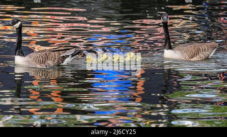 Londres, Royaume-Uni, 30th avril 2022. La famille des oies essaie de s'échapper. Un cygne muet suit et attaque violemment une famille de bernaches du Canada avec quatre oisons dans un combat territorial sur le canal Grand Union de Londres. Le cygne, dont la femelle niche dans une autre partie du canal, est connu des habitants comme attaquant agressivement de nombreux autres oiseaux nicheurs dans l'eau et tuant plusieurs poussins et oisons dans la défense de son territoire. Banque D'Images