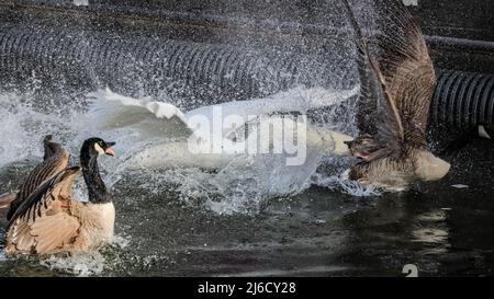 Londres, Royaume-Uni, 30th avril 2022. Le cygne chase l'oie mâle, tant en vol que sur l'eau. Un cygne muet suit et attaque violemment une famille de bernaches du Canada avec quatre oisons dans un combat territorial sur le canal Grand Union de Londres. Le cygne, dont la femelle niche dans une autre partie du canal, est connu des habitants comme attaquant agressivement de nombreux autres oiseaux nicheurs dans l'eau et tuant plusieurs poussins et oisons dans la défense de son territoire. Banque D'Images