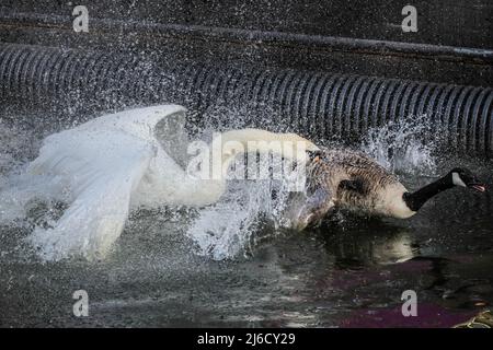 Londres, Royaume-Uni, 30th avril 2022. Le cygne chase l'oie mâle, tant en vol que sur l'eau. Un cygne muet suit et attaque violemment une famille de bernaches du Canada avec quatre oisons dans un combat territorial sur le canal Grand Union de Londres. Le cygne, dont la femelle niche dans une autre partie du canal, est connu des habitants comme attaquant agressivement de nombreux autres oiseaux nicheurs dans l'eau et tuant plusieurs poussins et oisons dans la défense de son territoire. Banque D'Images