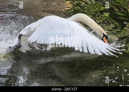 Londres, Royaume-Uni, 30th avril 2022. Le cygne chase l'oie mâle, tant en vol que sur l'eau. Un cygne muet suit et attaque violemment une famille de bernaches du Canada avec quatre oisons dans un combat territorial sur le canal Grand Union de Londres. Le cygne, dont la femelle niche dans une autre partie du canal, est connu des habitants comme attaquant agressivement de nombreux autres oiseaux nicheurs dans l'eau et tuant plusieurs poussins et oisons dans la défense de son territoire. Banque D'Images