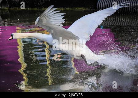 Londres, Royaume-Uni, 30th avril 2022. Le cygne chase l'oie mâle, tant en vol que sur l'eau. Un cygne muet suit et attaque violemment une famille de bernaches du Canada avec quatre oisons dans un combat territorial sur le canal Grand Union de Londres. Le cygne, dont la femelle niche dans une autre partie du canal, est connu des habitants comme attaquant agressivement de nombreux autres oiseaux nicheurs dans l'eau et tuant plusieurs poussins et oisons dans la défense de son territoire. Banque D'Images