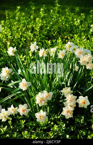 Jonquilles en fleur dans le nord-est de l'Ohio Banque D'Images