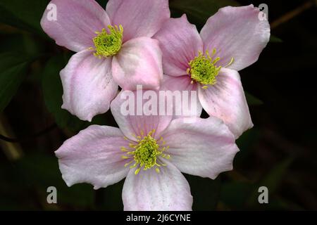 Fleurs de Clematis (montana Rubens) Banque D'Images