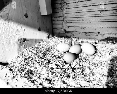 Regroupement d'œufs de poulet frais dans une aire de nidification d'une cage libre de coop. Banque D'Images