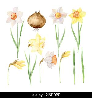 Ensemble aquarelle de jonquilles jaunes et blanches. Illustration peinte à la main avec fleurs de printemps isolées sur fond blanc Banque D'Images