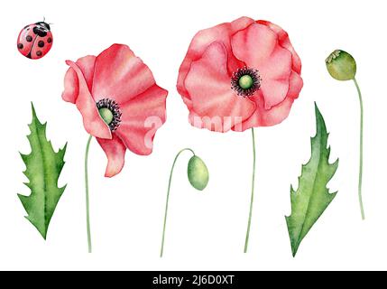 Watercolor red poppies set, hand drawn floral illustration, red wildflowers isolated on a white background. Banque D'Images