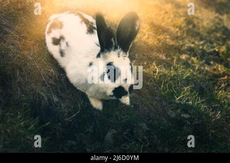 Lapin broutant le champ vert sur la ferme animale. Photo de haute qualité Banque D'Images