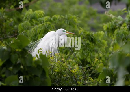 Profil d'un grand Egret blanc dans un plumage de reproduction perché au sommet des arbres à la Rookery UTSWMC à Dallas, Texas, le matin du printemps. Banque D'Images