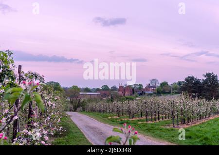 Pembury, Kent, Angleterre. 30 avril 2022. Les magnifiques vergers de pommiers de Bramley se sont brisés en fleur dans le comté connu sous le nom de jardin d'Angleterre, Kent. ÉSarah Mott / Alamy Live News, Banque D'Images