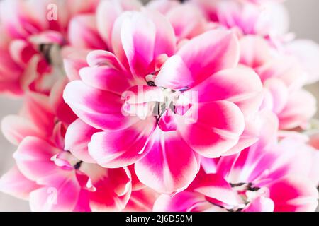 Beau bouquet de fleurs de tulipe rose gros plan. Bouquet de fleurs lumineuses. Mise au point sélective Banque D'Images