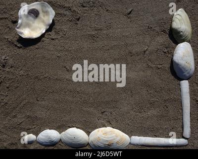 Les coquillages qui ont été lavés à terre sont réunis ici pour former un cadre agréable sur la plage. Banque D'Images