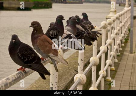 Groupe de pigeons communs perchés sur une rambarde métallique Banque D'Images