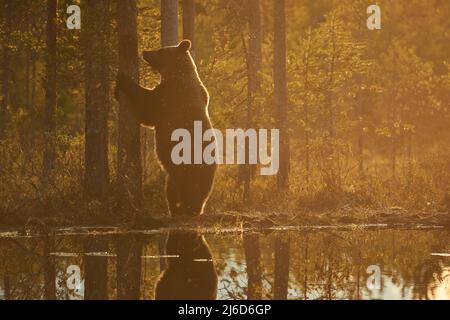 Un ours brun debout sur ses pattes arrière au bord d'un lac dans la soirée Banque D'Images