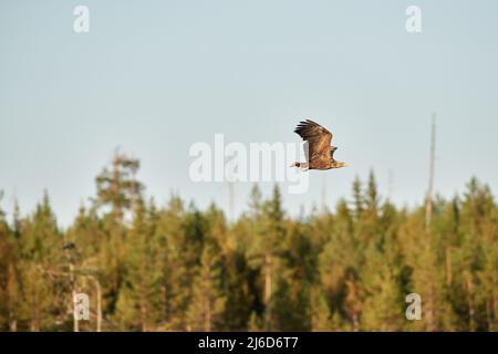 Un aigle à queue blanche survolant le sommet des arbres Banque D'Images