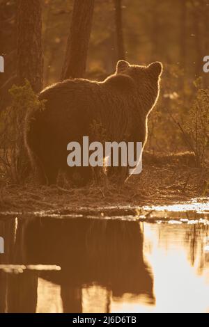 Silhouette d'un ours brun au bord d'un lac au coucher du soleil Banque D'Images