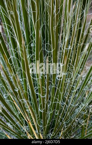 Fils délicats Yucca à nœuds plante le long de la piste de Tonto dans le Grand Canyon Banque D'Images