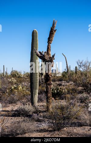 En décomposition, les stands de Saguaro Cactus se trouvent près de Healthy Cactus dans le parc national de Saguaro Banque D'Images